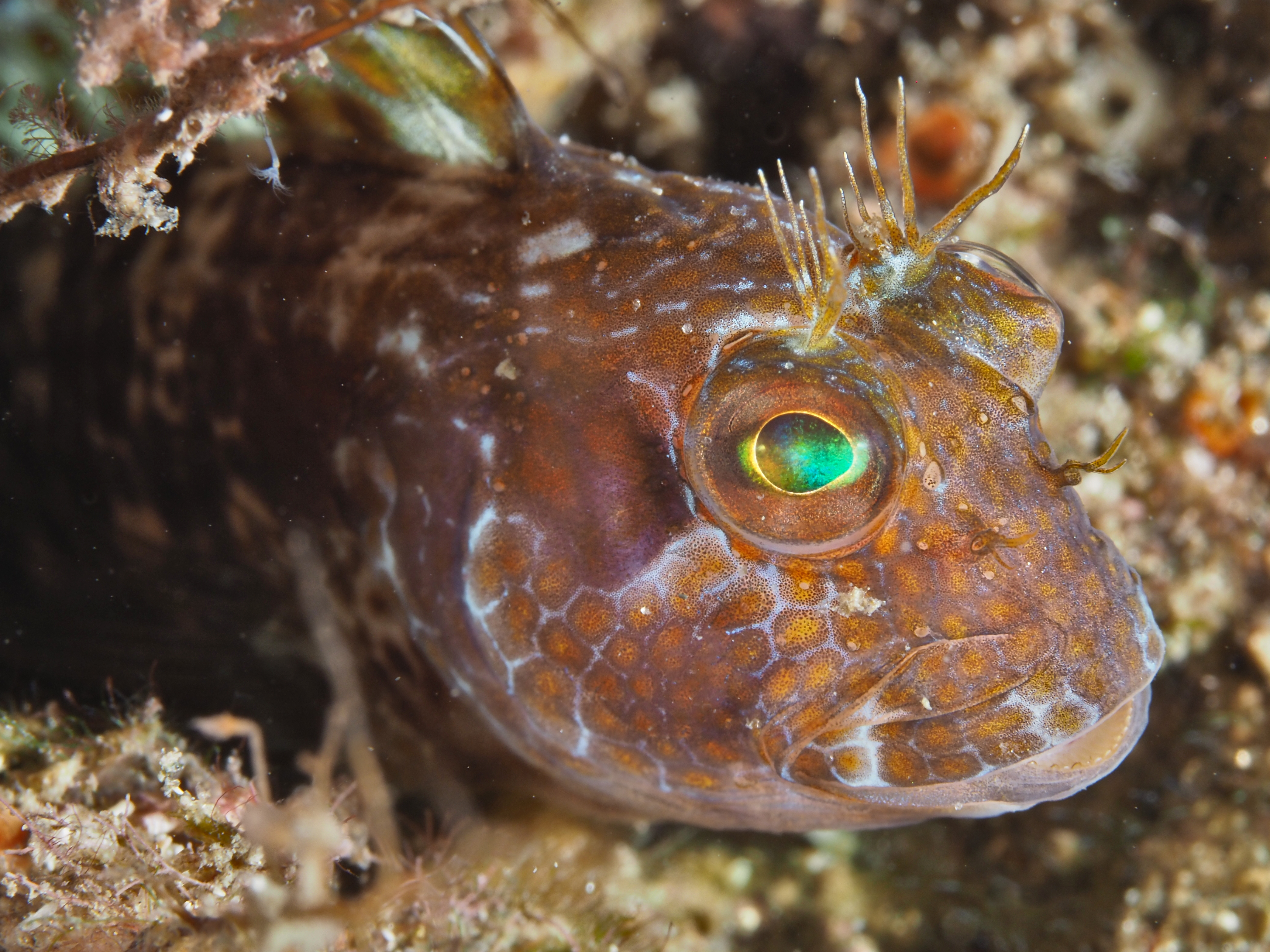 Quillfin Blenny